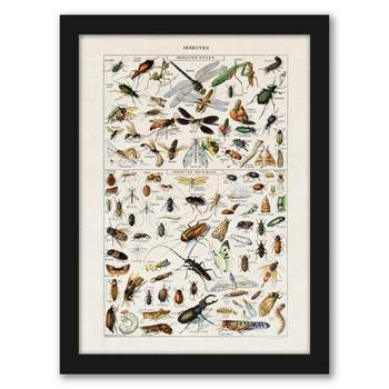 Americanflat Animal Educational Insects Art Print By Samantha Ranlet Black Frame Wall Art