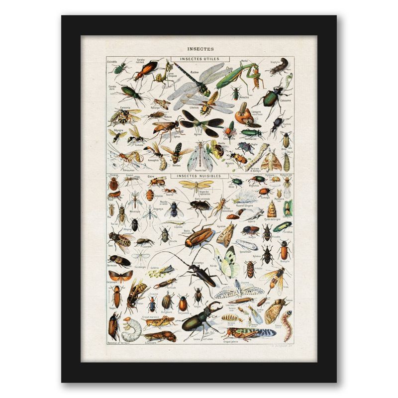 Americanflat Animal Educational Insects Art Print By Samantha Ranlet Black Frame Wall Art, 1 of 8