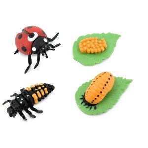 Collectible Wildlife Gifts | Ladybug, Life Cycle of a Lady Bug, 4 Stages, Museum Quality, Hand Painted, Rubber Insect, Model, Gift,  2"  CH487 BB150 - 1 of 4