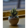 Floral Home 6" Aloe Plant Lifelike Succulent - 24-Piece - 2 of 4