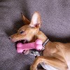 Small KONG Puppy Goodie Bone Dog Toy, Pink or Blue • CHEAPER THAN CHEW