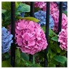 Hydrangea 'LA Dreamin' 3pc - National Plant Network: Globe-Shaped Blooms, Partial Shade, 0.5 Gal Pot - 4 of 4