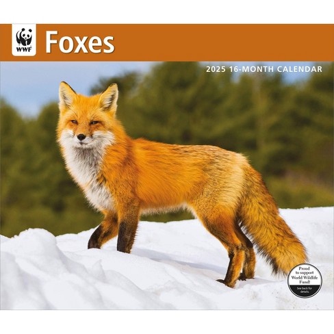 BrownTrout 2025 Wall Calendar 12"x14" Foxes WWF - image 1 of 4