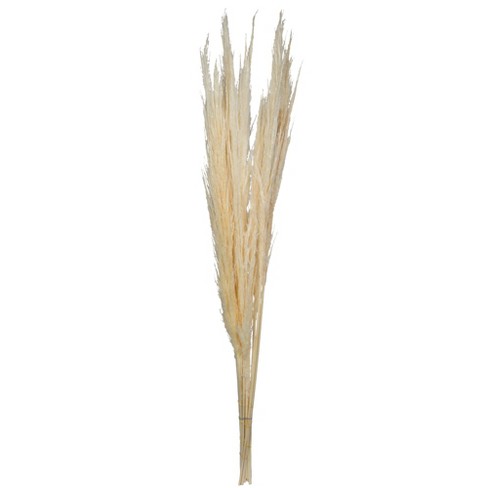 30 Pampas Grass Bundle: Gold