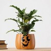Halloween Enchanted Pumpkin Orange Live Houseplant - Good Little Garden™ - 4 of 4