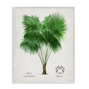 Stupell Industries Vintage Fan Palm Plant Framed Giclee Art - 1 of 4