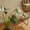 Plum & Post Alocasia Potted 42" - 4 of 4