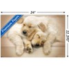 Trends International Keith Kimberlin - Puppies - Golden Retrievers Cuddling Unframed Wall Poster Prints - 3 of 4