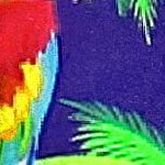 parrot palm royal blue