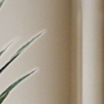 agave 160cm (3 trunks)