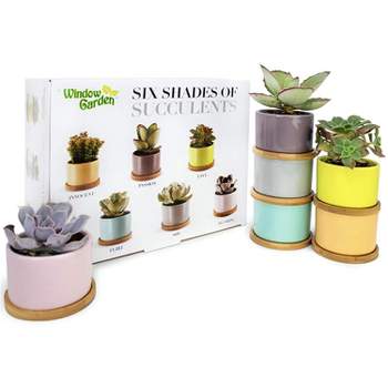 Window Garden 2.25" x 3.0" Set of 6 Succulent Planter Pots-Multicolored