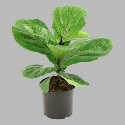 1pc Fiddle Leaf Fig Cottage Hill Target