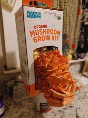 Back To The Roots Organic Terrarium Kids Grow Kit : Target