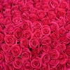 Fresh Cut Roses - 50 Stems - 3 of 4