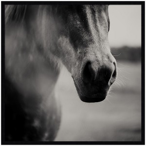Kate and Laurel Horse Like Velvet by Laura Evans Framed Wall Art Print, 33 x 33, Svelte Noir Black - 1 of 4