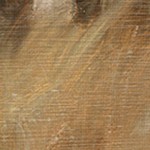 montalcino elm