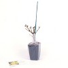 Forsythia Magical Gold 4" Potted Rocketliners - Van Zyverden - 4 of 4