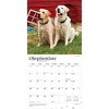 BrownTrout Yellow Labrador Retrievers 2026 12"x24" Hanging Square Wall Calendar Plastic-Free - 4 of 4