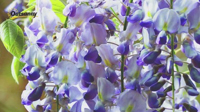 Beige Cushioned PE Rattan Wicker Outdoor Chaise Lounge Set with Table