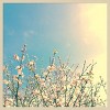 Amanti Art Springing Pink I by Olivia Joy Framed Wall Art Print - 4 of 4
