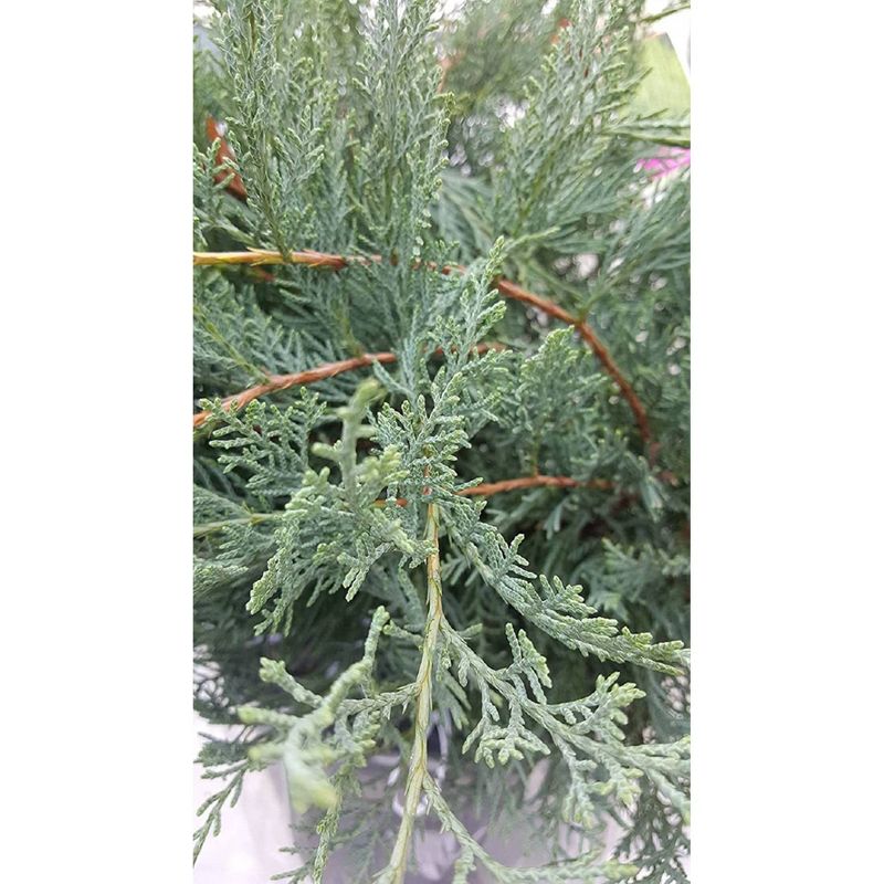 2.25gal Owl Juniper Plant Gray - National Plant Network, 4 of 6