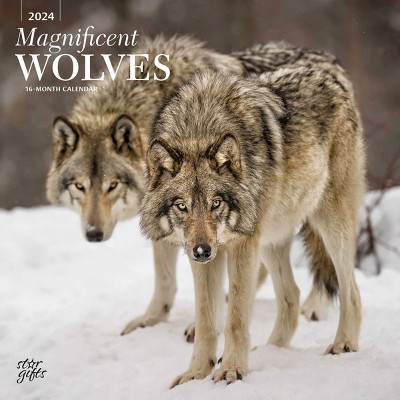 Stargifts 2024 Wall Calendar 12x12 Magnificent Wolves Target   GUEST 44067301 2765 4c99 9b51 D69a899ded4e