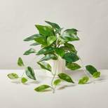 12" Faux Hoya Plant - Hearth & Hand™ with Magnolia