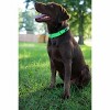 Country Brook Petz Heavy Duty Nylon Martingale Dog Collar with Deluxe Buckle - 30+ Vibrant Color Options - 4 of 4