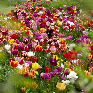 Tulips Economy Medley Of Varieties Set of 100 Bulbs - Van Zyverden - 1 of 3