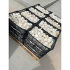 Morel Distribution Co | Elephant Garlic (Ajo Elefante) Sorted Bulbs! Great for Fall Planting! Different Sizes! (1 LB) - 4 of 4