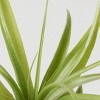 Halloween It's Giving Ghoul Witch Live Houseplant - Good Little Garden™ - 3 of 4