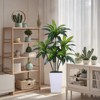 Artificial Dracaena Plant,Tropical Art Tree in Pot,Realistic Deco Plants, Floor Plant for Living Room,Home Office,Decoration for Indoor and Outdoor - 4 of 4