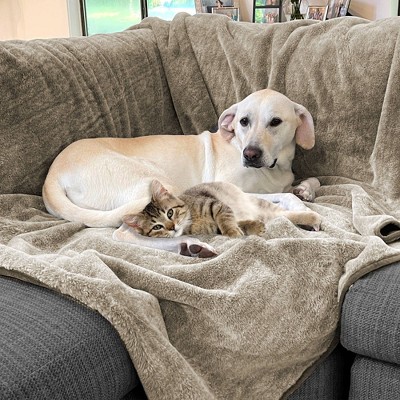 Toasted Coconut Faux Fur Reversible Waterproof Pet Blanket