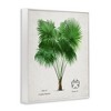 Stupell Industries Vintage Fan Palm Plant Framed Giclee Art - 2 of 4