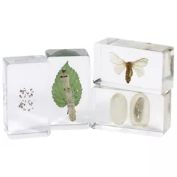 Kaplan Early Learning Life Cycles Moth Specimen Set - Set of 4