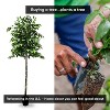 Cypress & Alabaster | Handmade Modern Style 6.5' Artificial Ficus Tree In Home Basics Plastic Pot Made With Real Wood And Moss Accents - 3 of 4