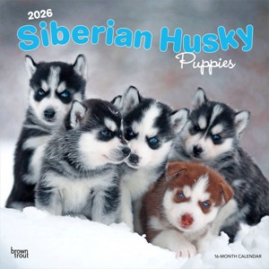 BrownTrout Siberian Husky Puppies 2026 12"x24" Hanging Square Wall Calendar Plastic-Free - 1 of 4