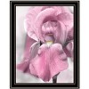 HomeRoots Pink Iris Black Framed Print Wall Art - 4 of 4
