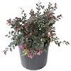 2gal Red Chocolate Loropetalum Plant with Red Blooms - National Plant Network: Full Sun, Early Spring Bloom - 2 of 4