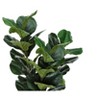 Gulches 32in Artificial Fiddle Tree in Black Pot Green Real Touch Leaves Indoor Faux Floor Plant for Home Office Decor - 3 of 4