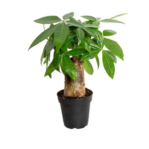 Live 4" Pachira Stump Potted Houseplant - 1 of 3