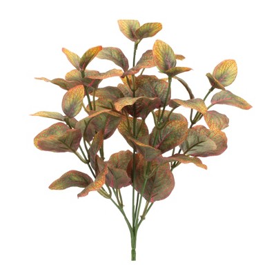 Melrose Variegated Foliage Plant (Set of 6)