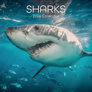 2026 Square Wall Calendar, Sharks, 16-Month Animals Theme with 180 Reminder Stickers (12x12 In) - 1 of 4