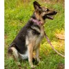 Country Brook Petz 1 1/2 Inch Premium Pink Paisley Dog Collar (Medium) - 2 of 4