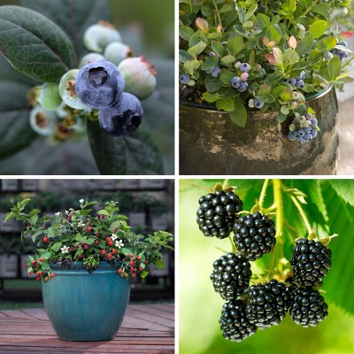 2pc Bushel and Berry Collector's Edition - National Plant Network