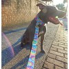Country Brook Petz 1 1/2 Inch Martingale Dog Collar - Groovy Collection - 2 of 4