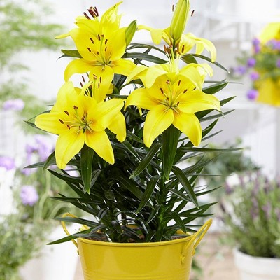 1ct Patio Lily Lemon Pixie in Yellow Metal Planter and Growers Pot - Van Zyverden