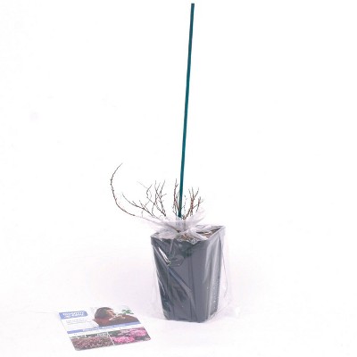 Poprocks Petite Pink Spiraea 4" Potted Plant for Full Sun