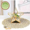 D'Eco Glass Star Terrarium- Tabletop Geometric Planter- Succulents, Moss & More- Home Garden Office Decor- Gift for Mother's Day (Terrarium Only) - 2 of 3