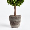 Plum & Post Boxwood Double Sphere Topiary Drop-In 20" - 3 of 4